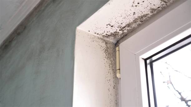 Best White Mold Remediation in Creve Coeur, IL