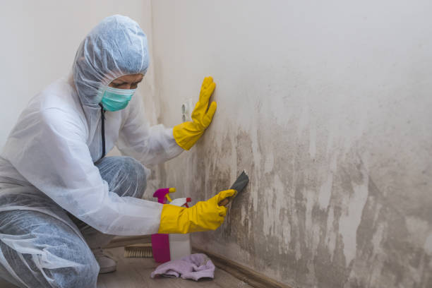 Best Post-Flood Mold Remediation in Creve Coeur, IL