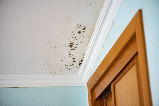 Best DIY Mold Remediation Support Services in Creve Coeur, IL