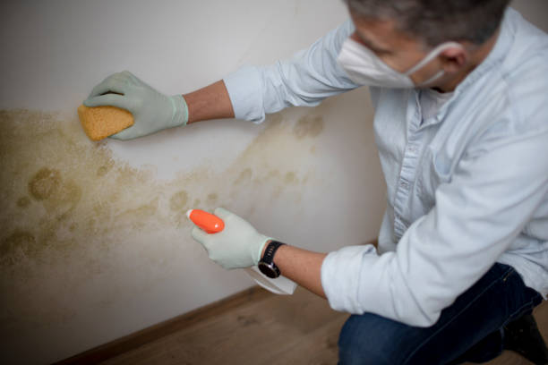 Best Residential Mold Remediation in Creve Coeur, IL