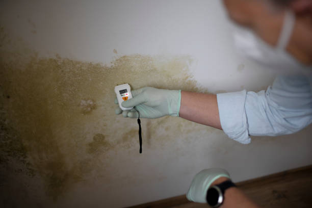 Best Residential Mold Remediation in Creve Coeur, IL