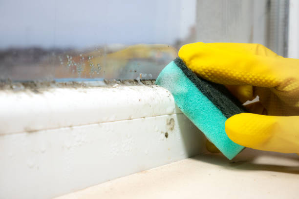 Best Emergency Mold Remediation in Creve Coeur, IL