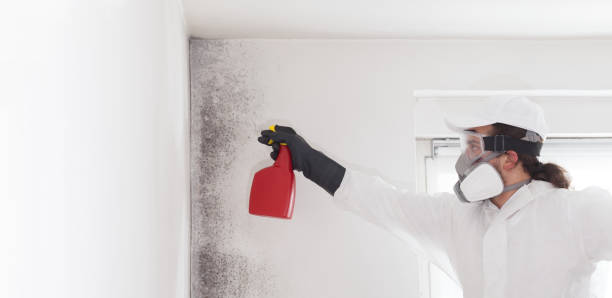 Best Crawl Space Mold Remediation in Creve Coeur, IL