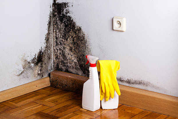 Best Mold Testing and Inspection Services in Creve Coeur, IL