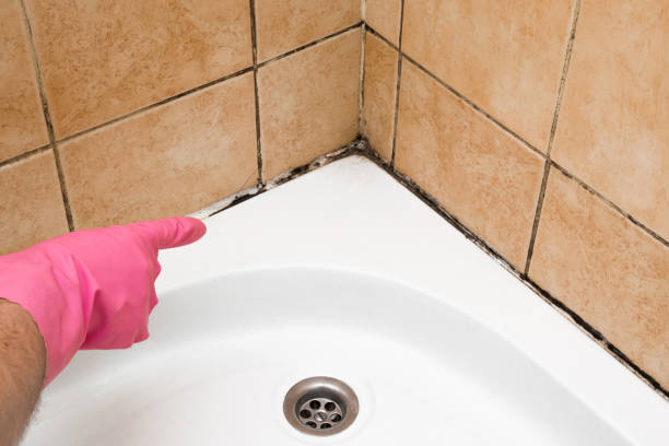 Best HVAC Mold Remediation in Creve Coeur, IL