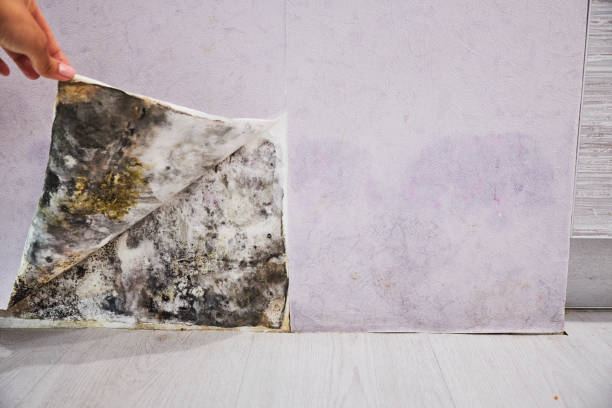 Best Crawl Space Mold Remediation in Creve Coeur, IL